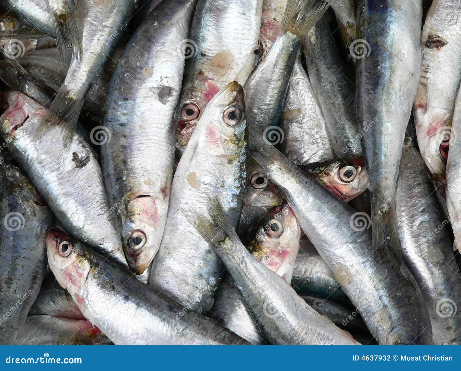 Dead sardines stock photo. Image of catch, dead, macro 4637932