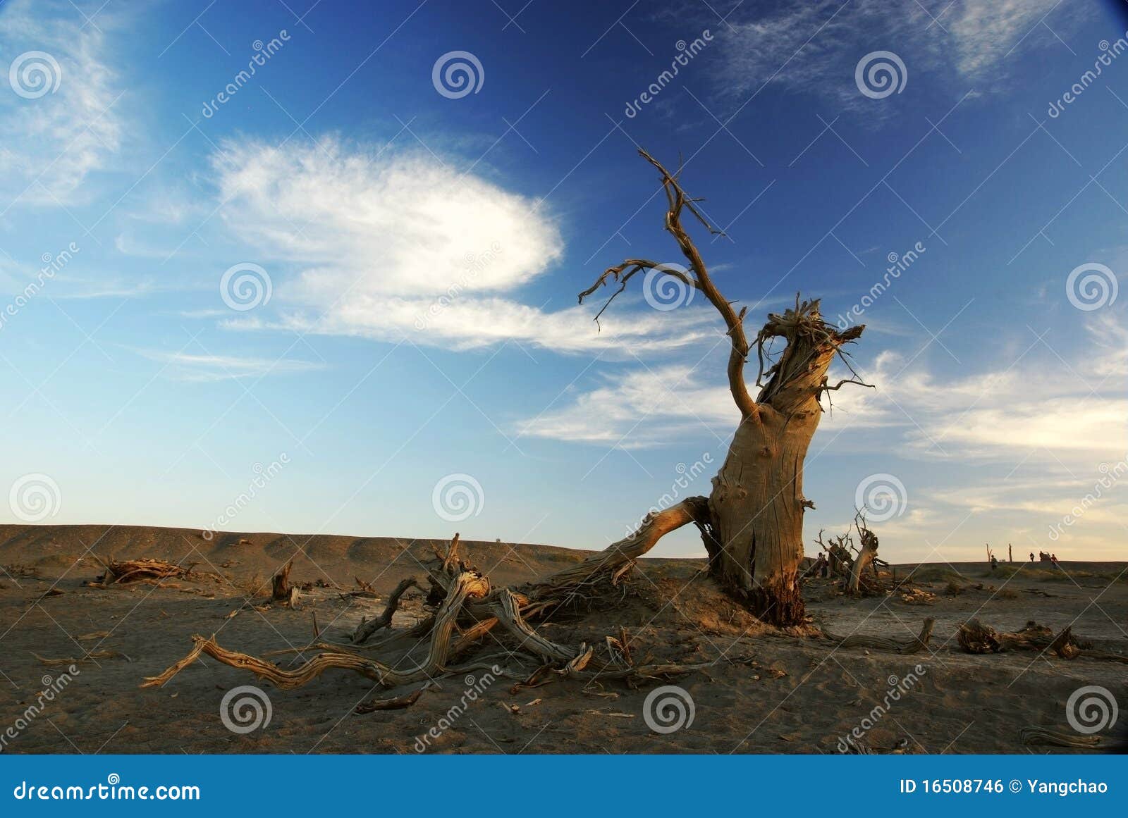 Dead Standing Tree with White Clouds Stock Photo Image of wood