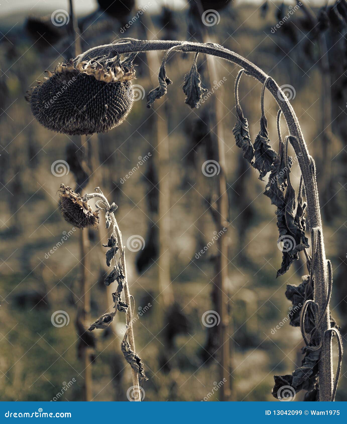 Albums 99+ Images What To Do With Dead Sunflower Heads Excellent 11/2023