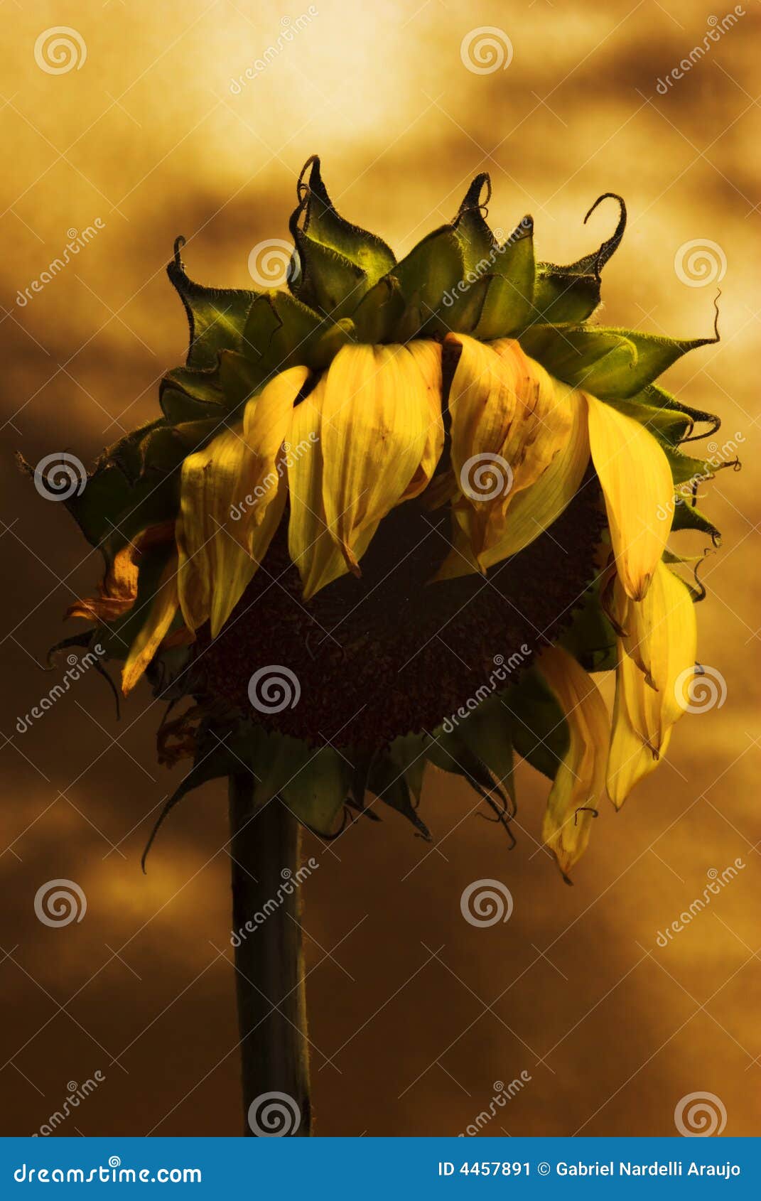 Dead sunflower stock image. Image of yellow, sunflower 4457891