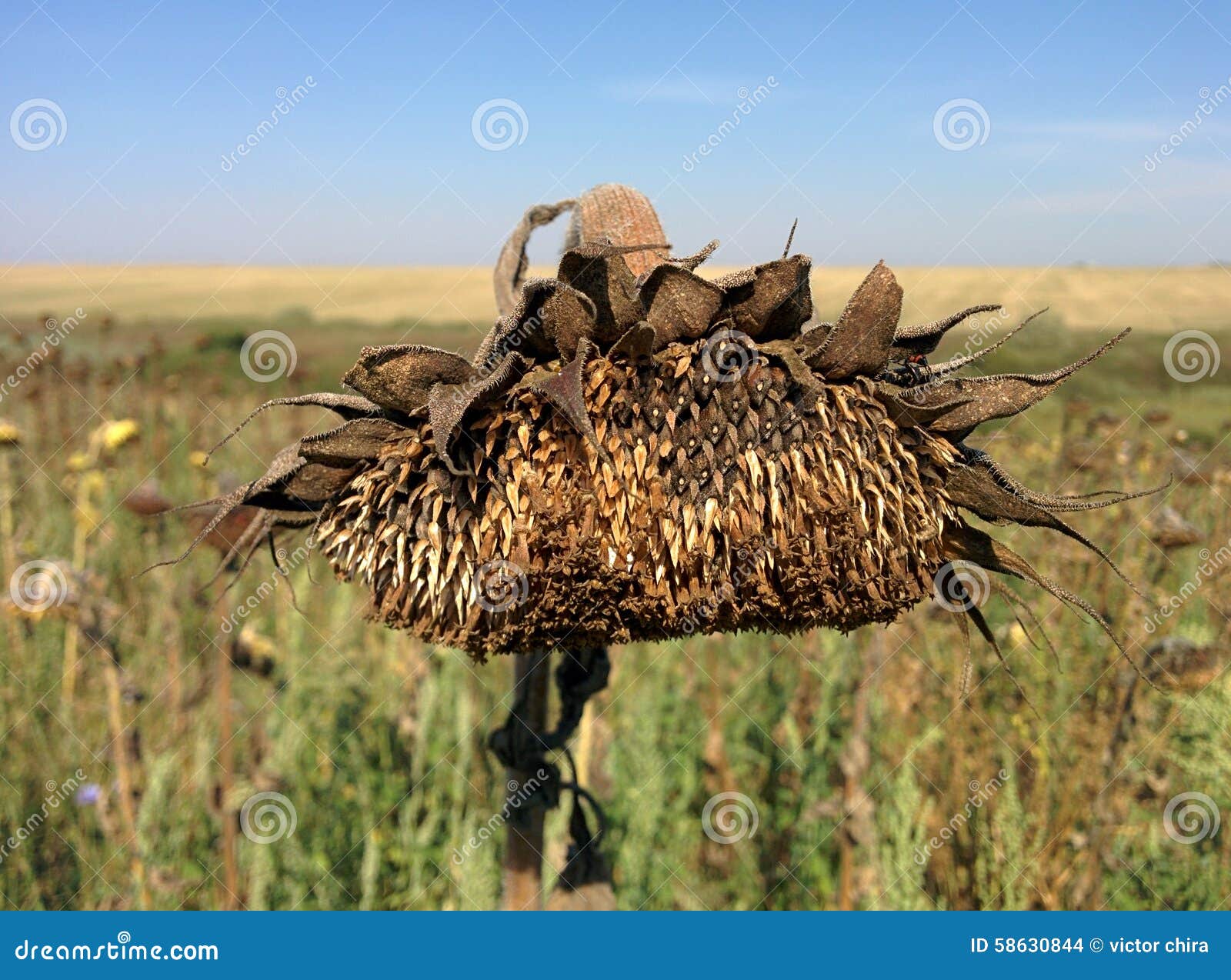 Dead sunflower stock photo. Image of sunflower, field 58630844