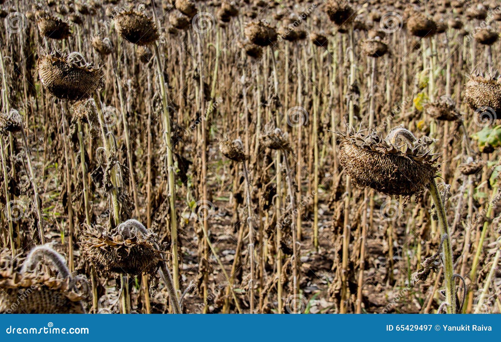 Dead of sunflower field stock image. Image of dead, color 65429497