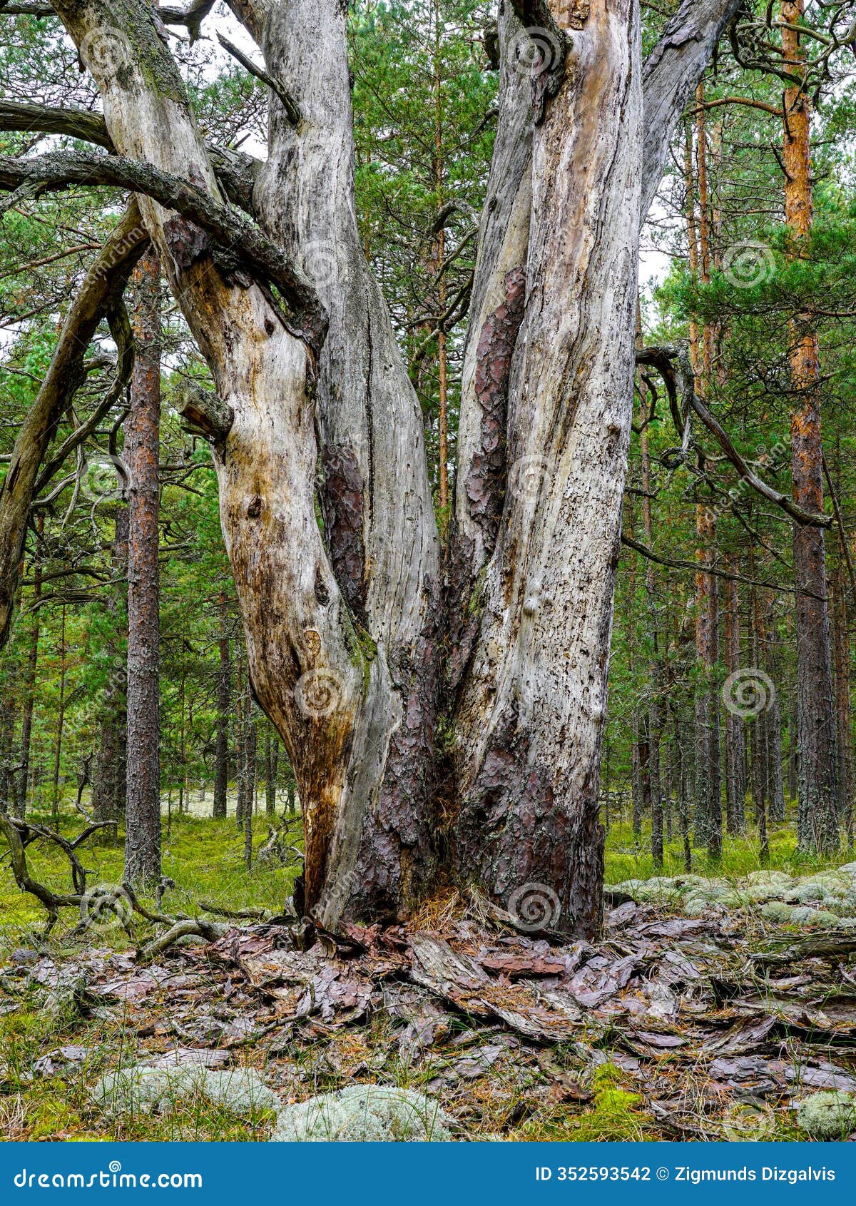 dead thick pine tree trunk damaged by wood pests with dry fallen bark, scenic wild pine forest view