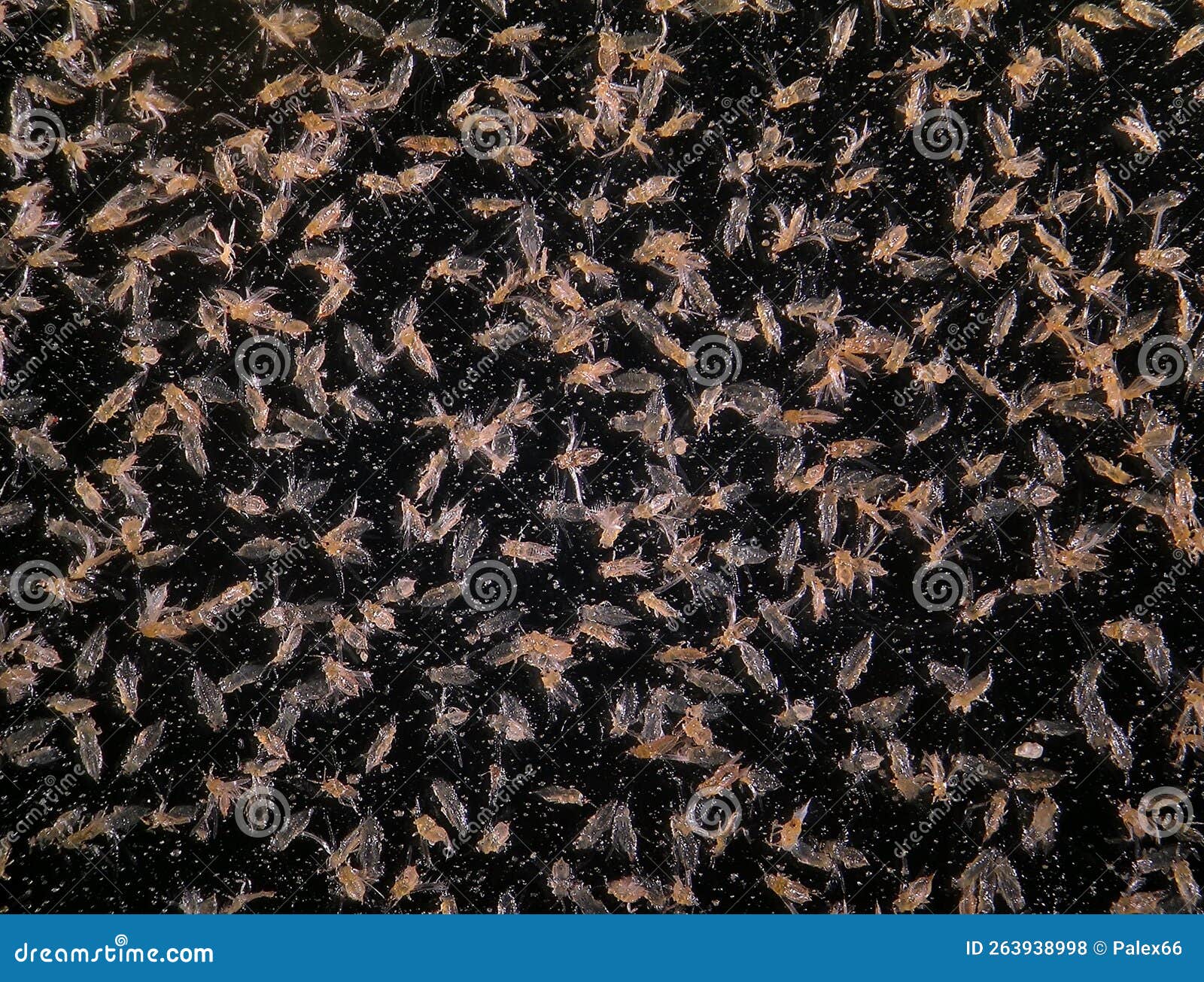 dead thrips in sticky trap