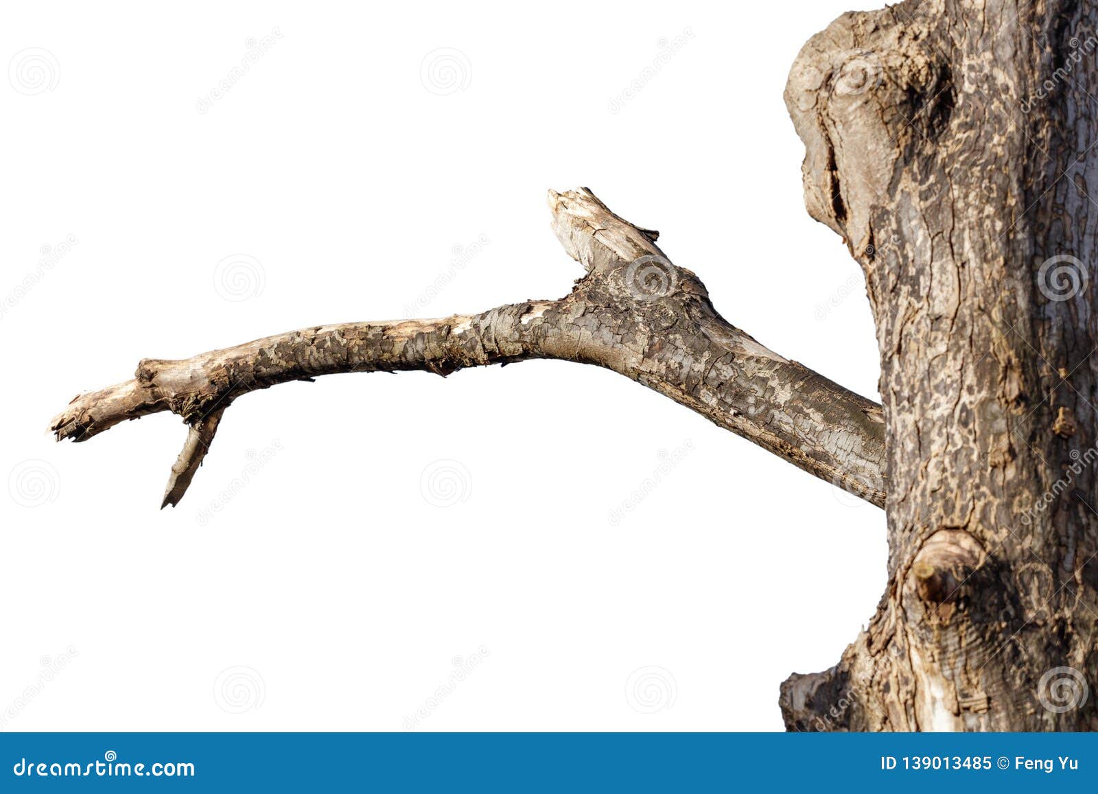 dead tree branch