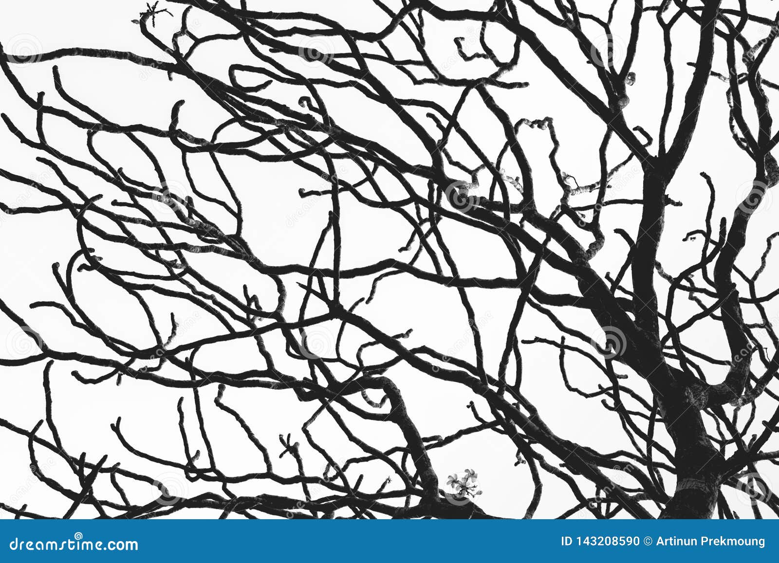 Dead Tree And Branch Isolated On White Background Black Branches