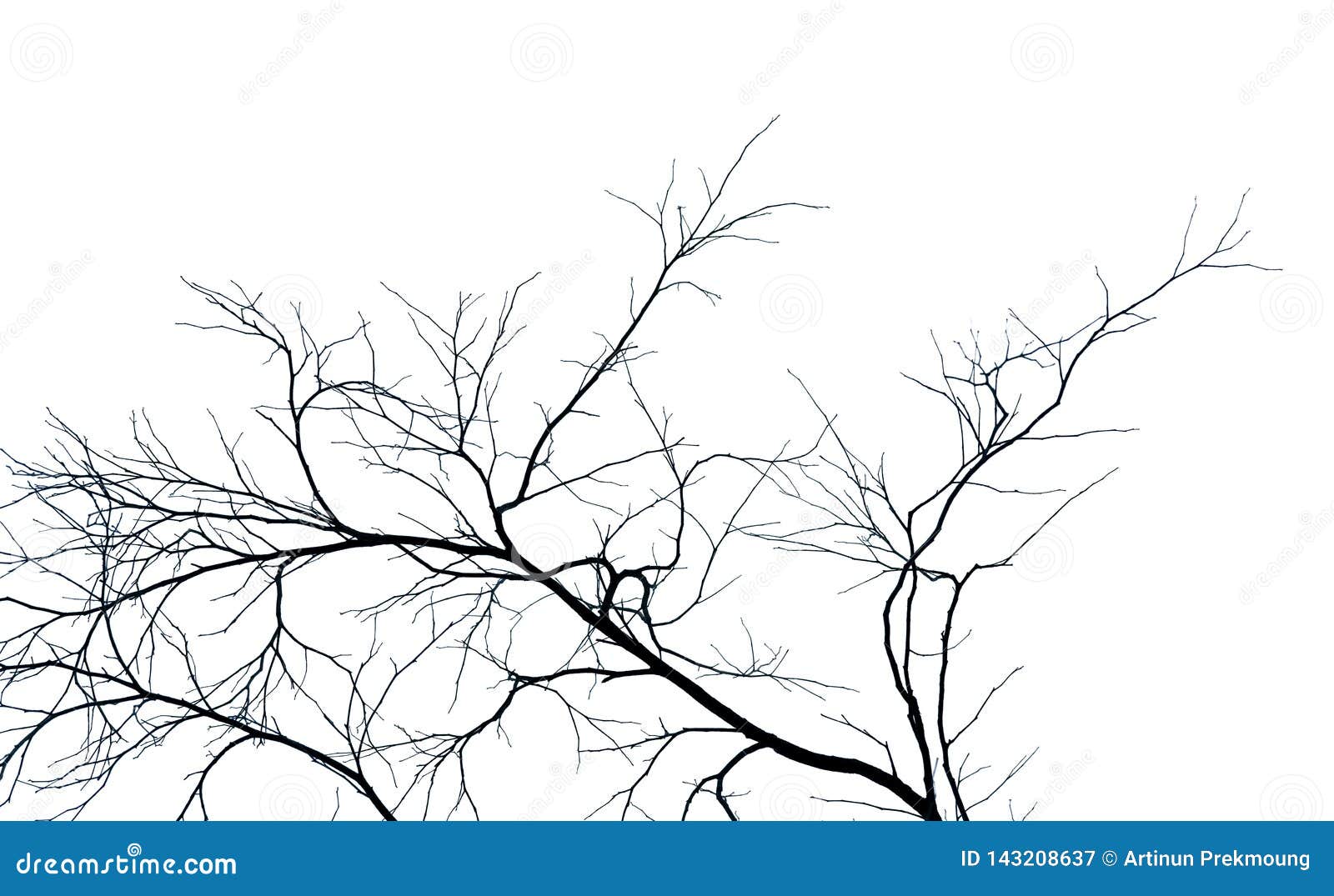 Dead Tree And Branch On White Background Black Branches Of Tree
