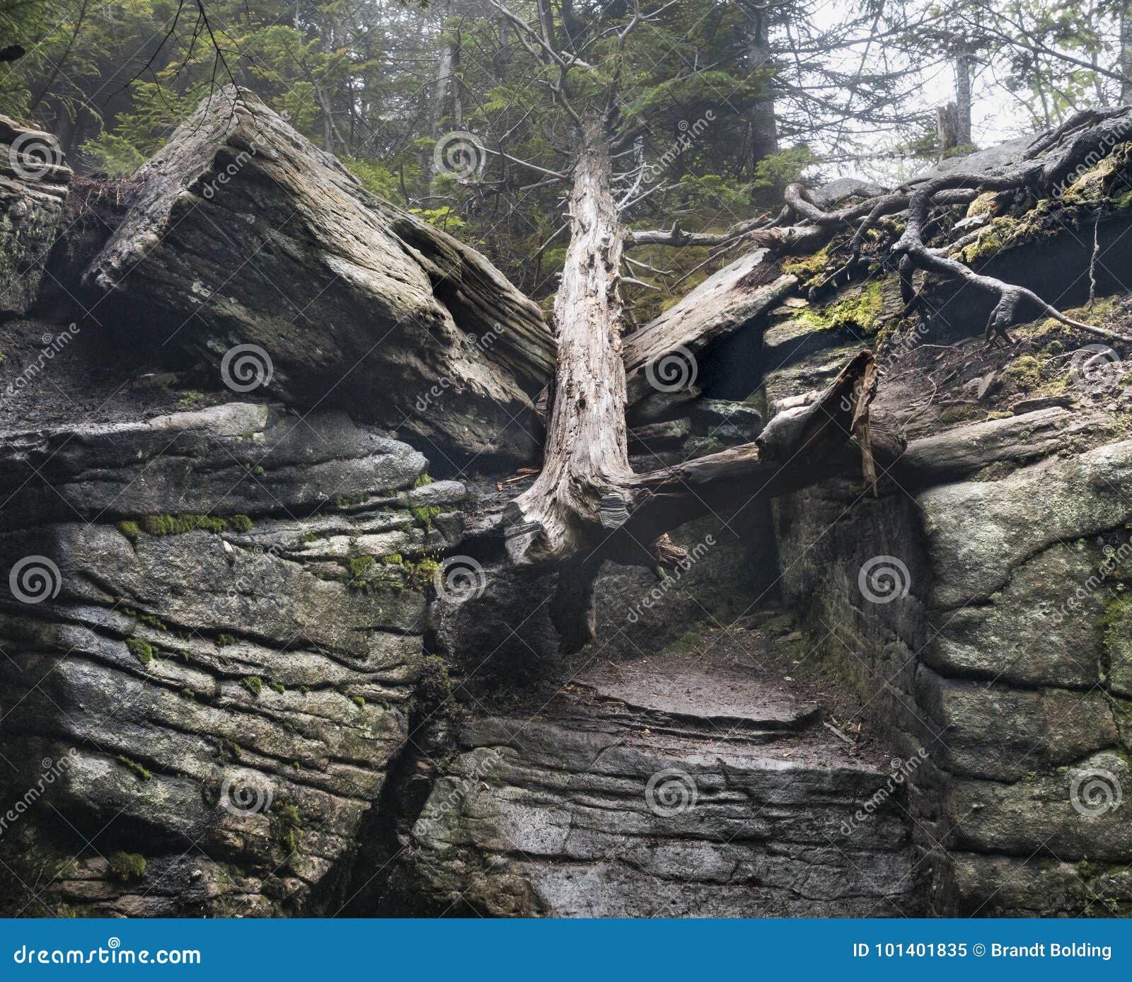 Dead Tree Fallen on a Catskill Trail Stock Image Image of mountains
