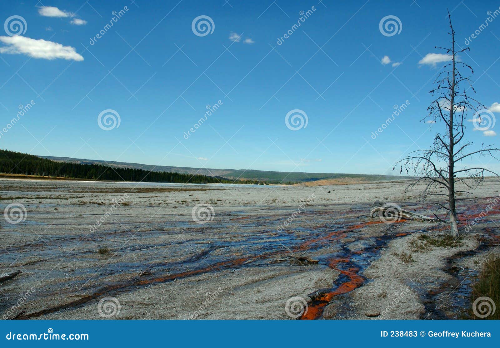 dead tree with geyser runoff