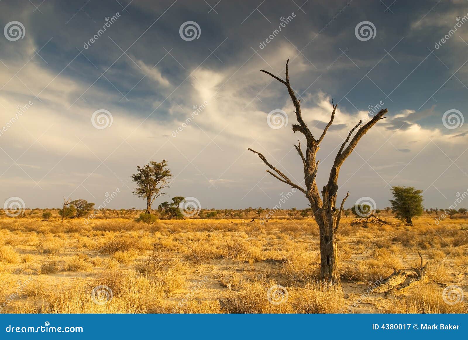 dead tree in the kalahari desert