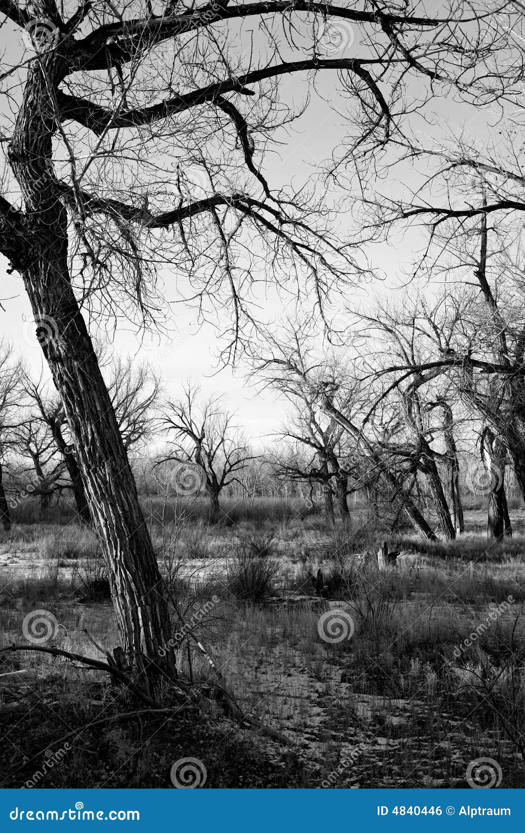 Dead Tree Landscape B&w Stock Photo - Image of trees, tree: 4840446
