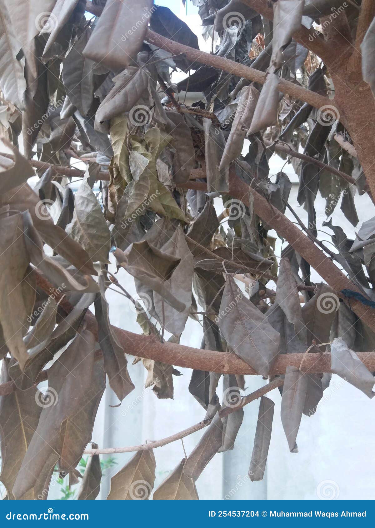 Dead tree leaf stock photo. Image of natural, plant 254537204