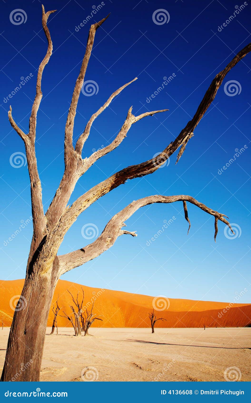 Moon Landscape In Namibia Africa Trees Lake
