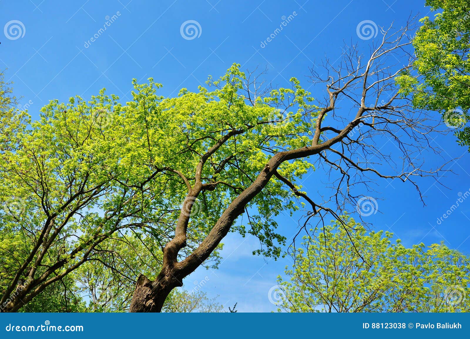 Dead Tree on One Side and Living Tree on the Spring Stock Photo - Image