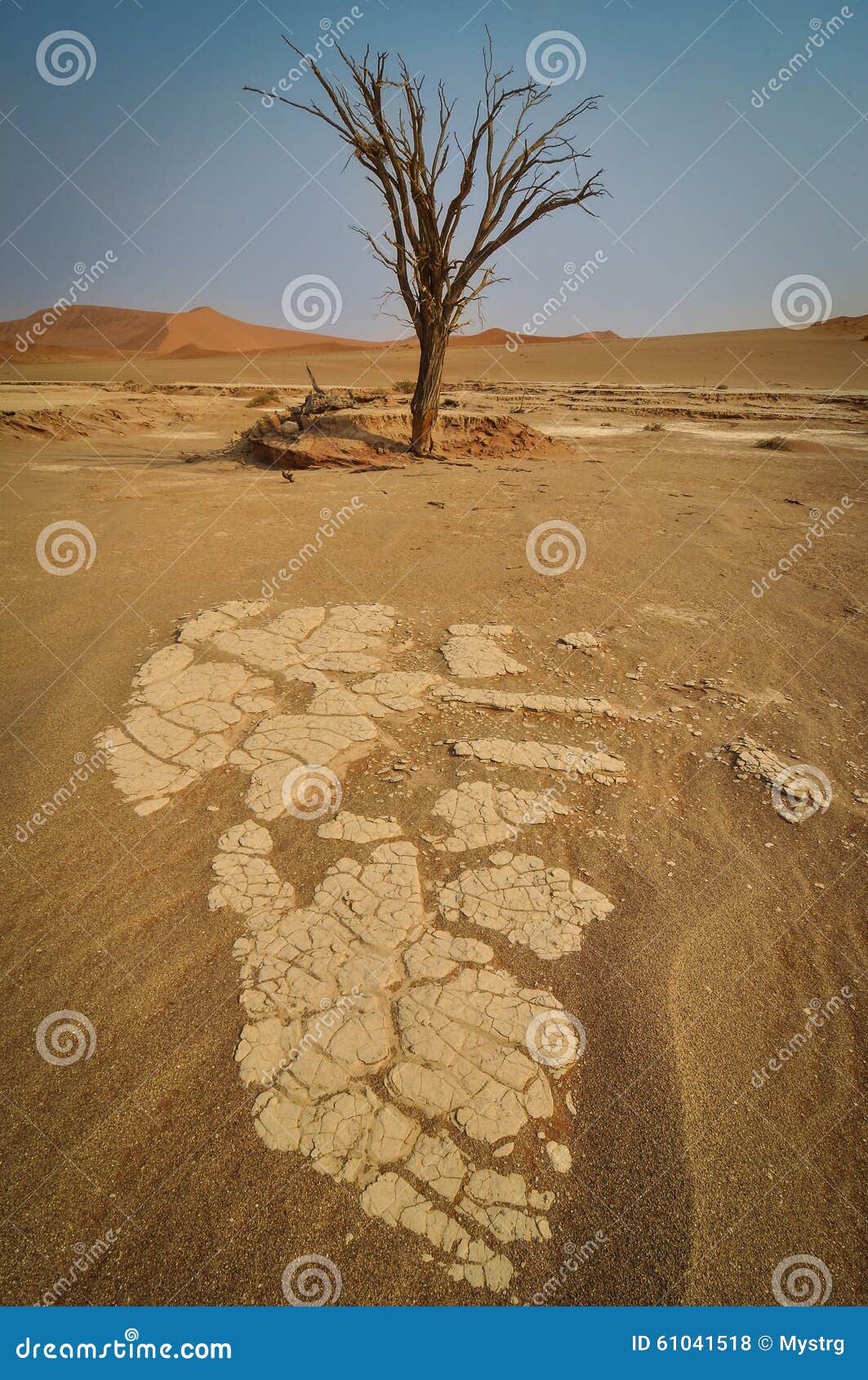 dead tree in sossusvlei