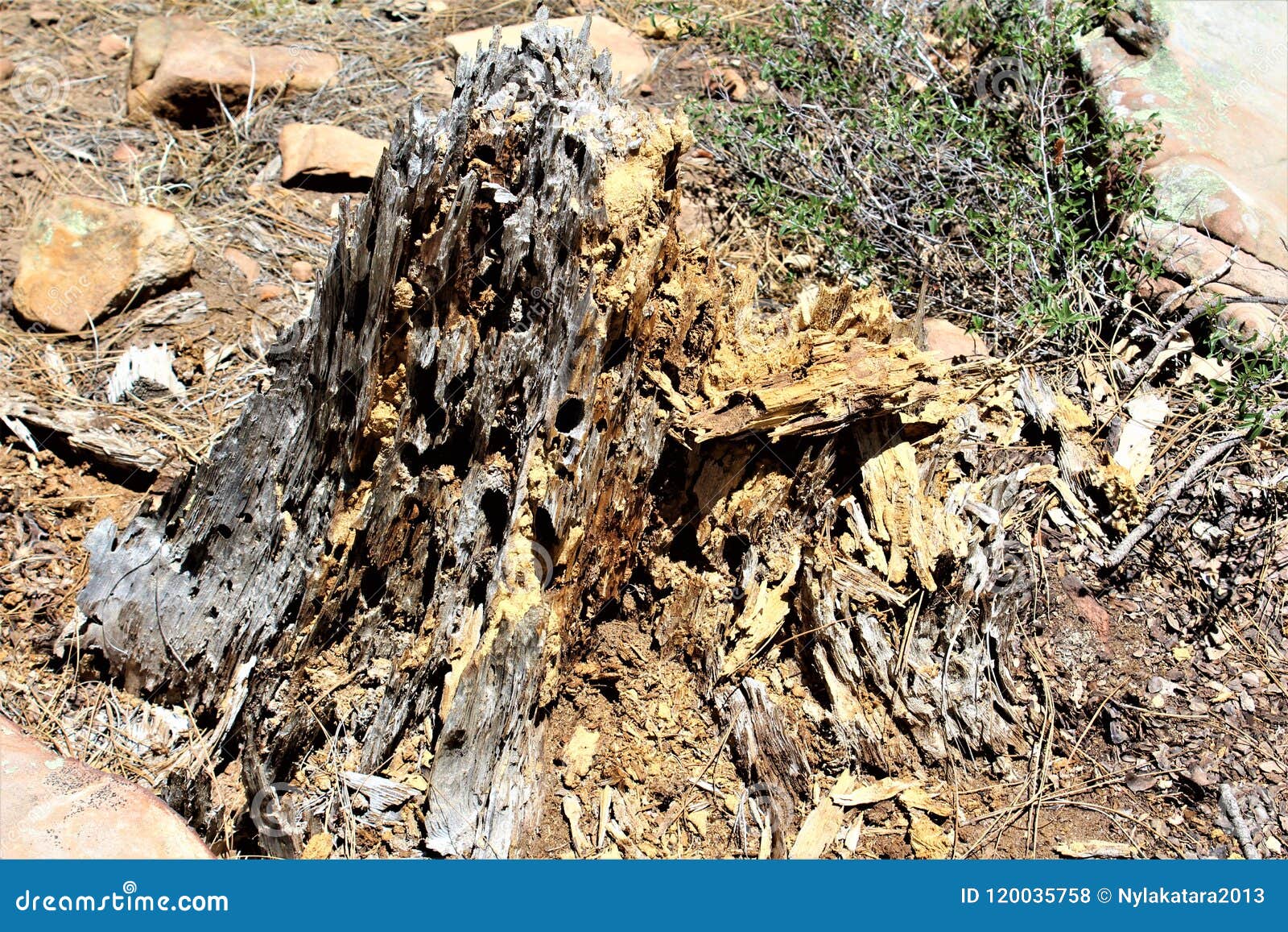 dead tree stump at woods canyon lake, coconino county, arizona, united states