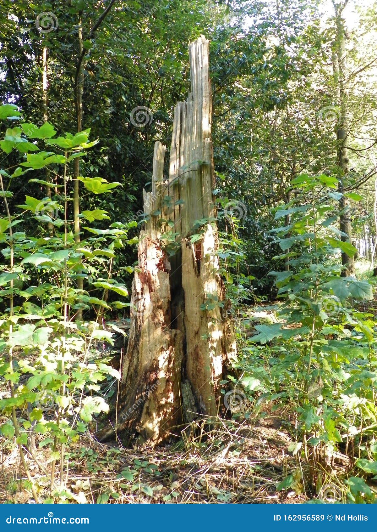 Dead tree trunk stock image. Image of tree, woodlands 162956589