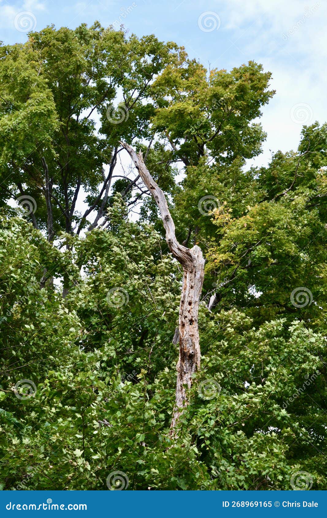 dead tree trunk surrounded by lush vegetation along waterâs edge trail