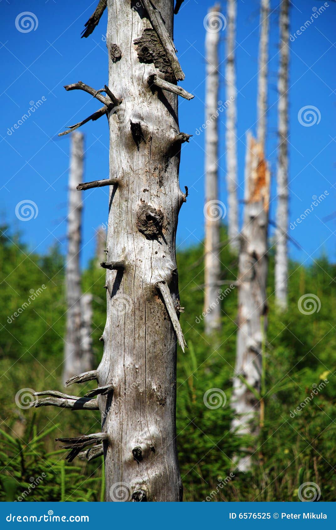 Dead tree trunks stock image. Image of blue, outdoors 6576525