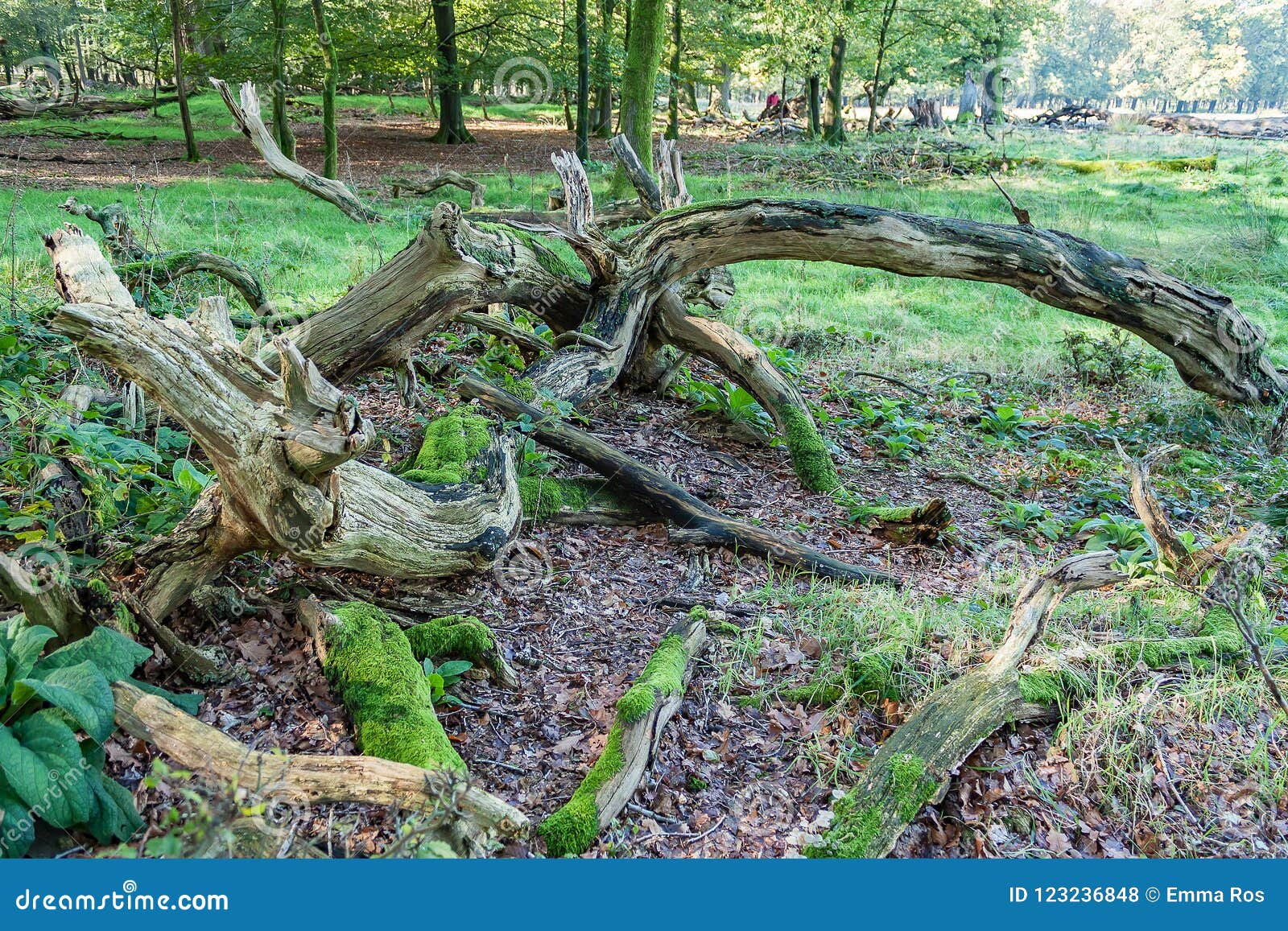 Dead Tree Trunks with Beautiful Shapes Stock Photo Image of moss