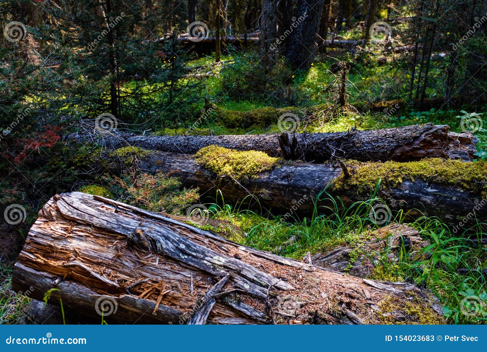 Dead Tree Trunks in a Forest Stock Image Image of nature, wood 154023683