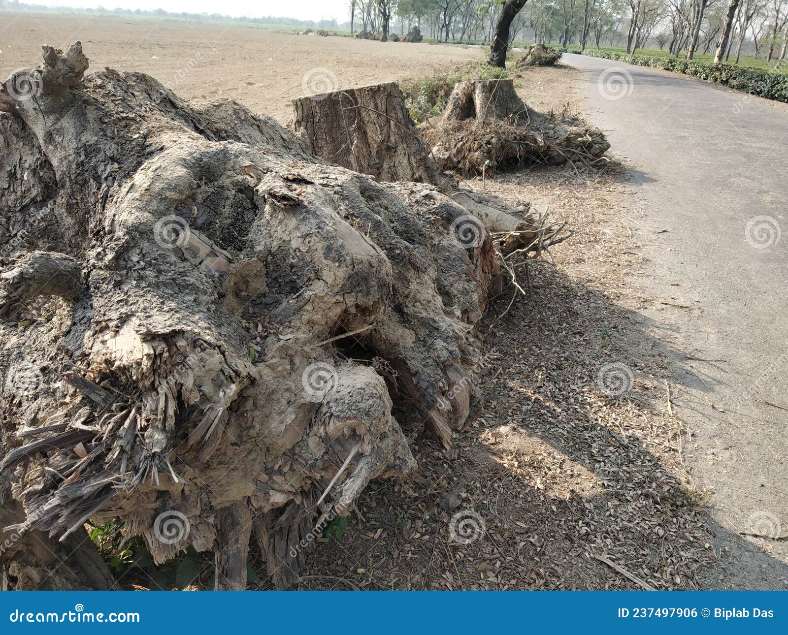 Dead Tree Trunks and Roots at a Roadside Stock Photo Image of