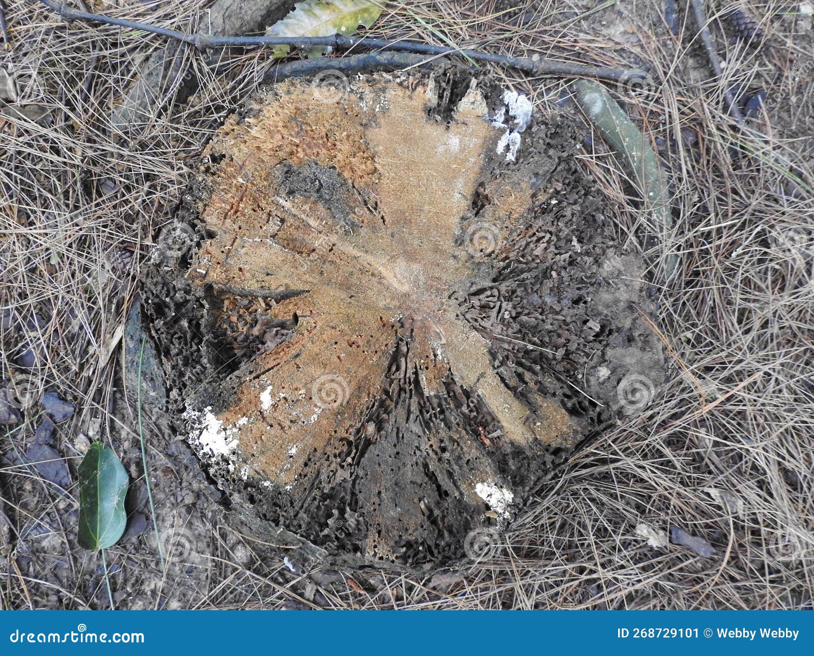 Dead Tree Trunks Viewed Vertically Stock Image Image of artistic