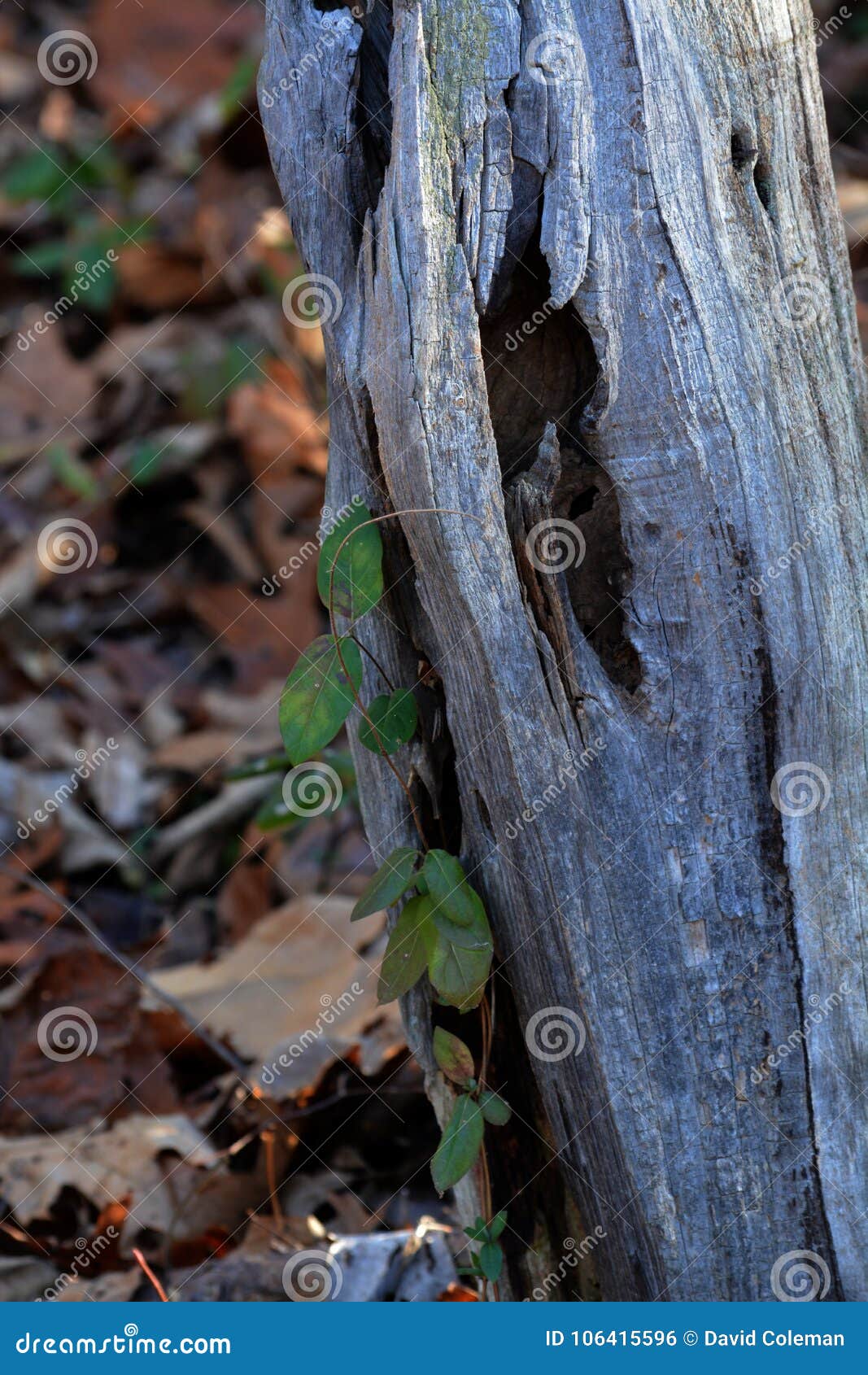 Dead Vine Stock Photos Royalty Free Images