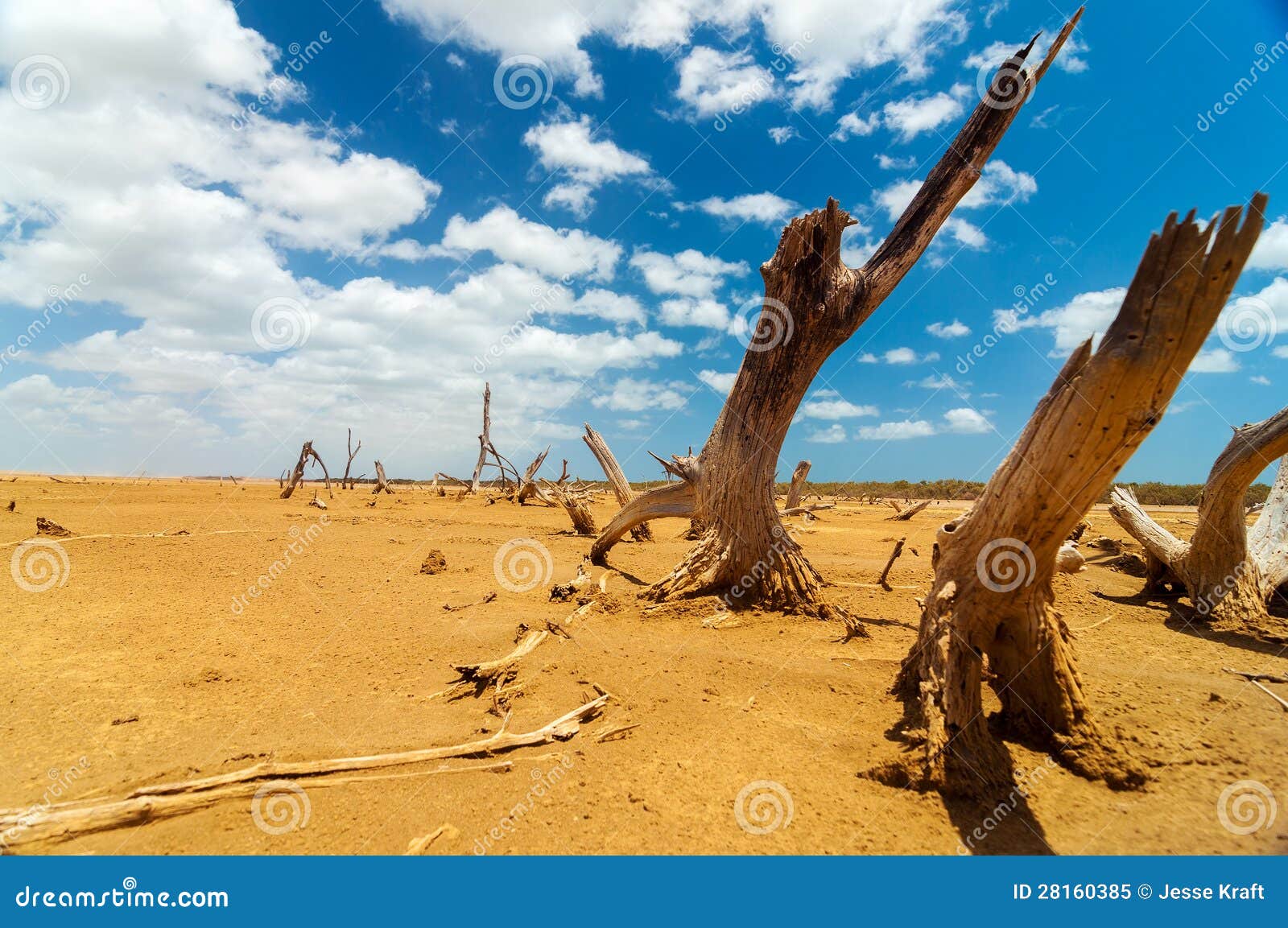 dead trees in a desert wasteland