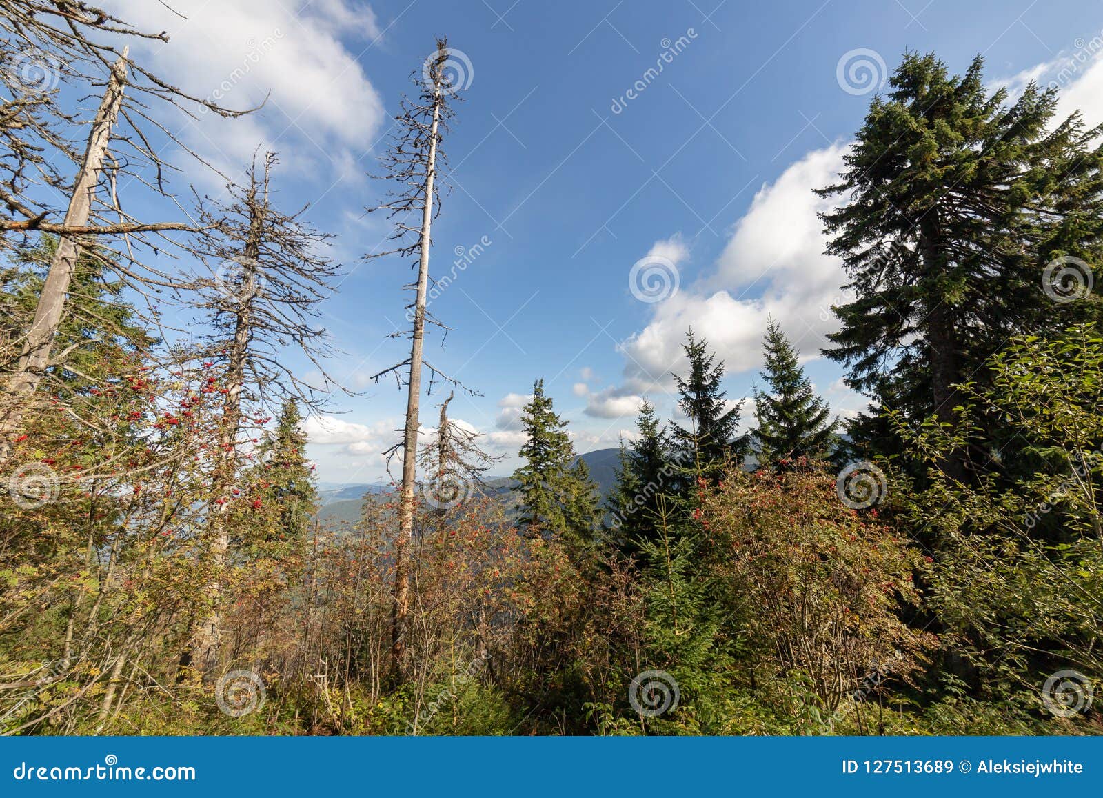 Dead Trees in Forest. Withered Pine after Air Pollution. Environmental