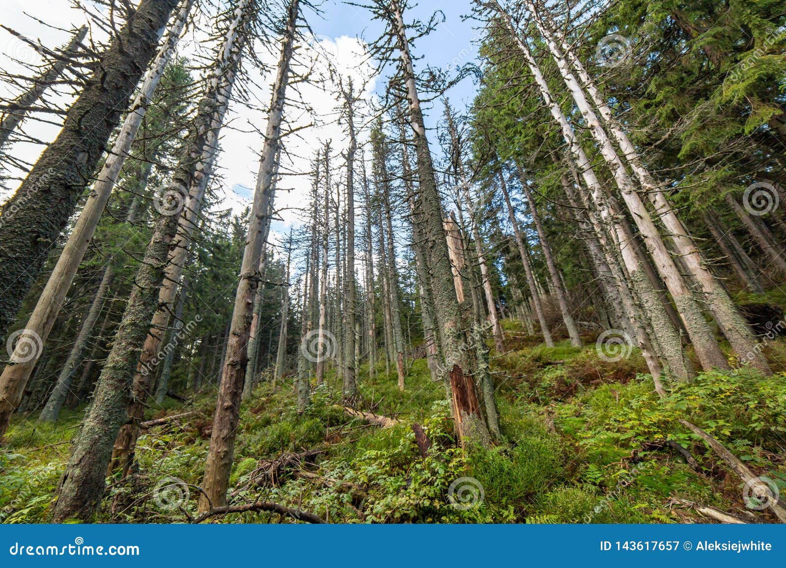 Dead Trees in Forest. Withered Pine after Air Pollution Stock Image