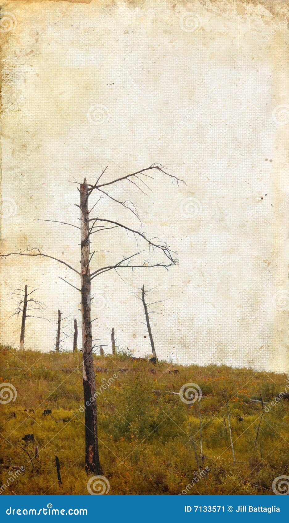 dead tree wallpaper space dead tree wallpaper space