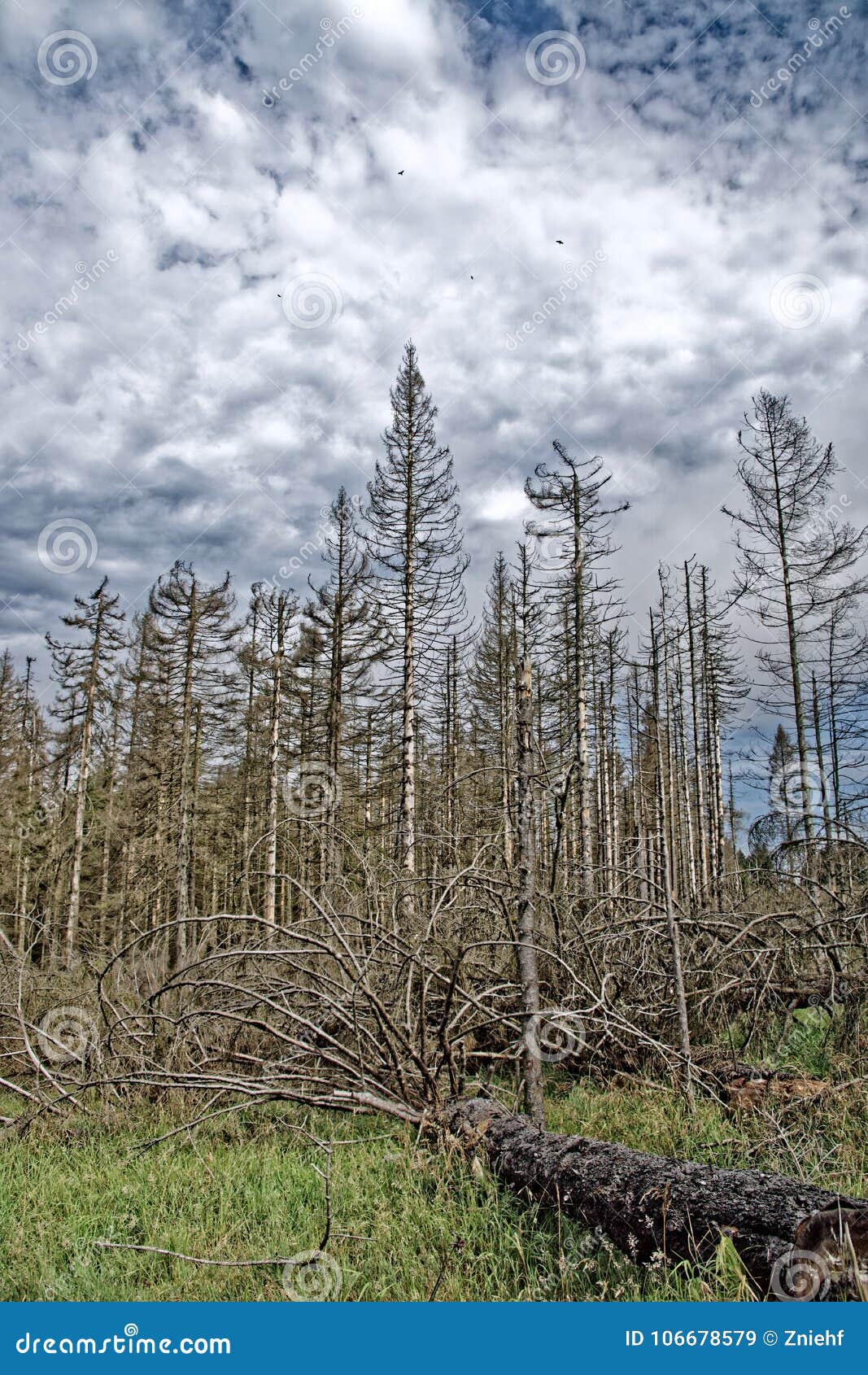 Dead Trees in the Harz Mountains Stock Image Image of darkness, dried