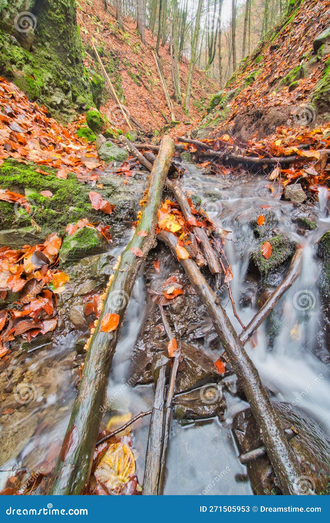 dead trees in mountain creek in turovska roklina gorge during autumn in kremnicke vrchy mountains