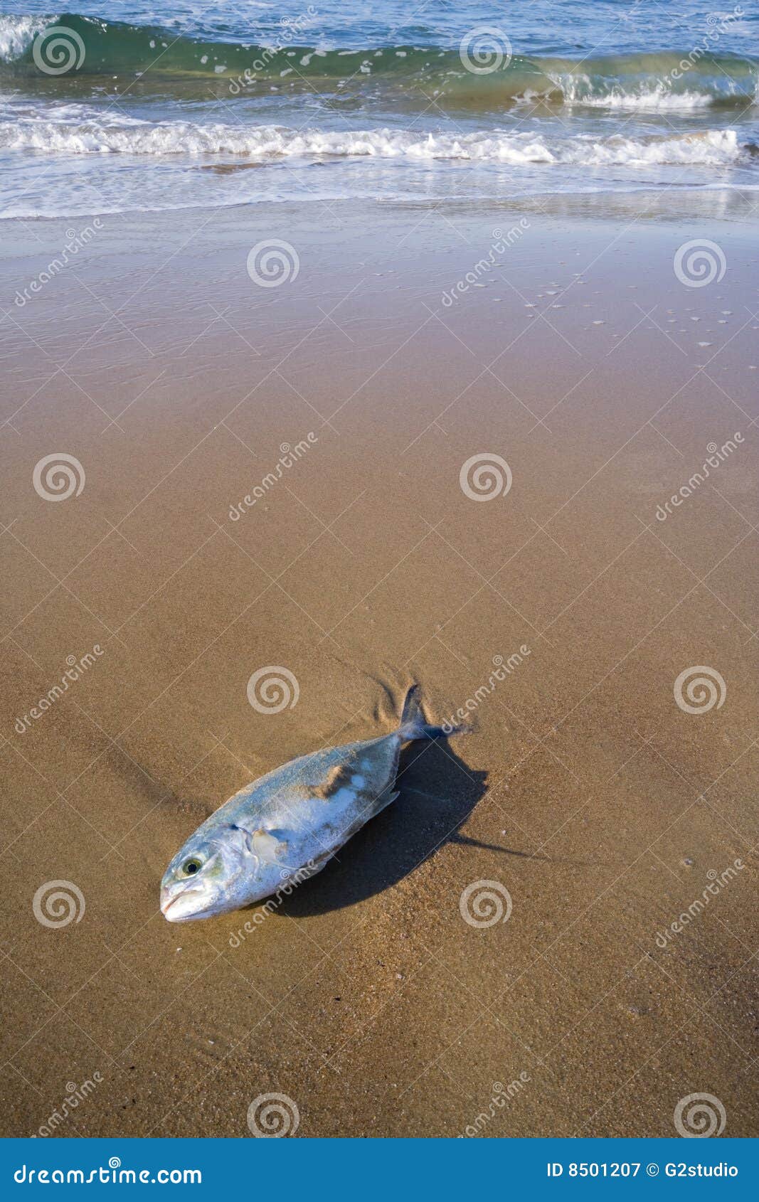 Dead Tuna stock image. Image of tropical, animal, reef 8501207