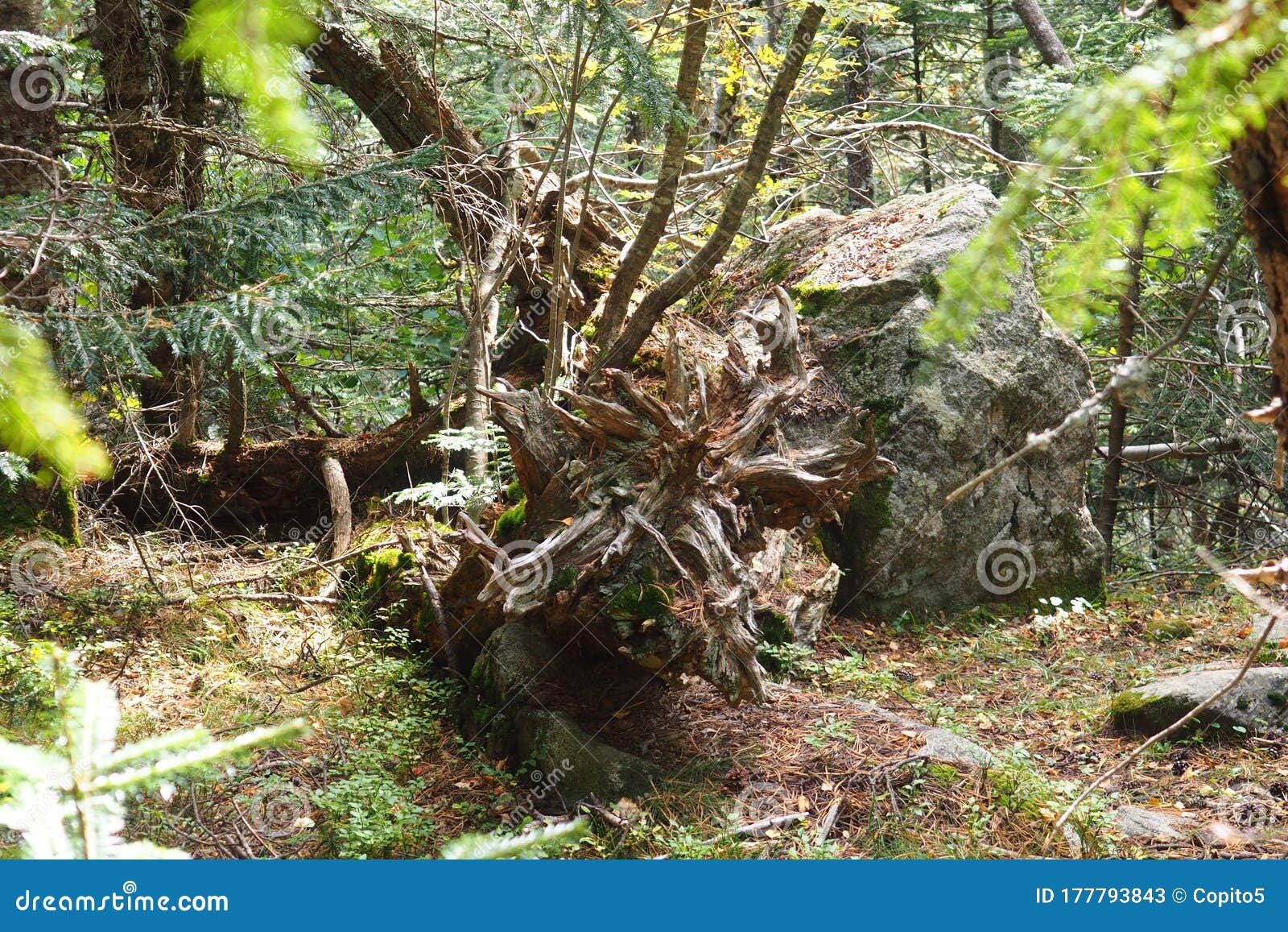 dead vegetation in the natural space of san mauricio, huesca, aragon, spain, europe
