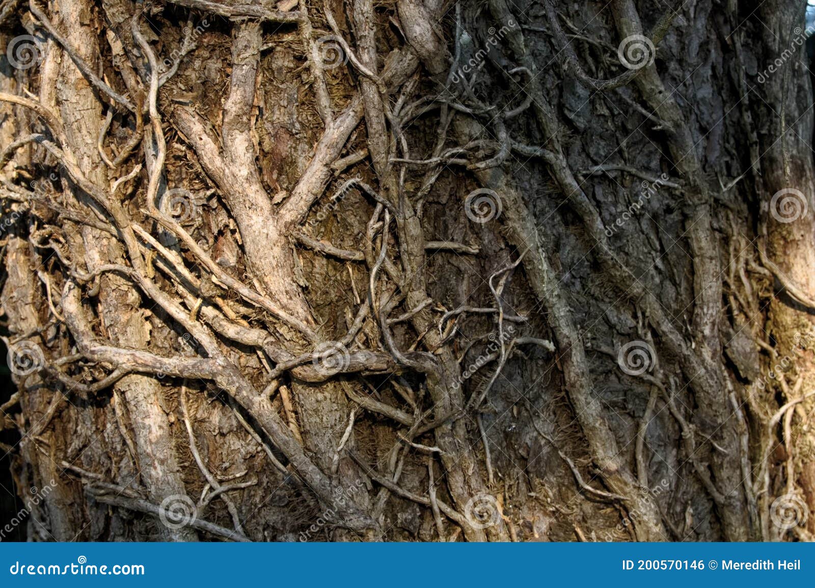 Dead vines on a tree stock photo. Image of creeping 200570146