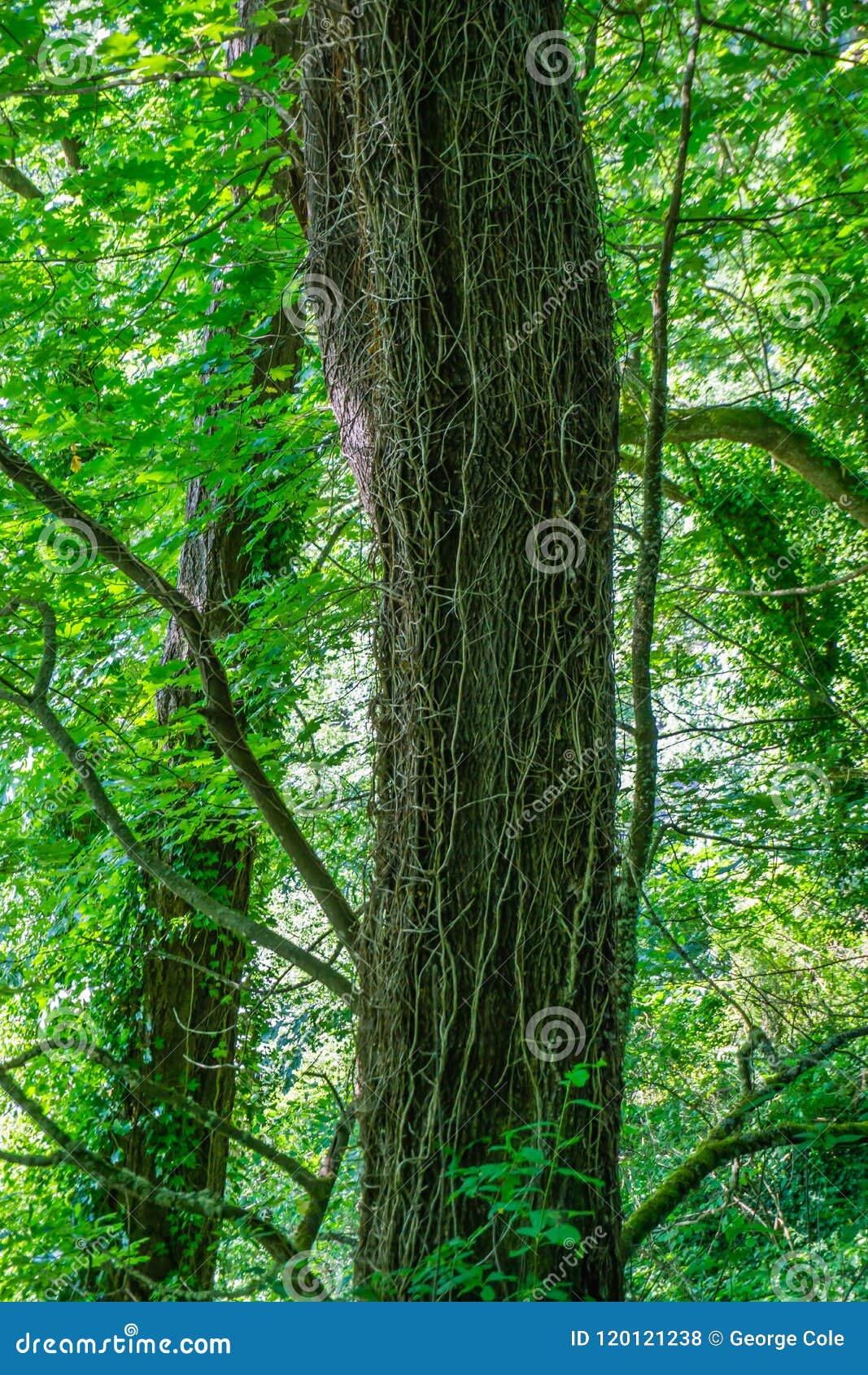 Dead Vines on Tree stock photo. Image of flora, forest 120121238