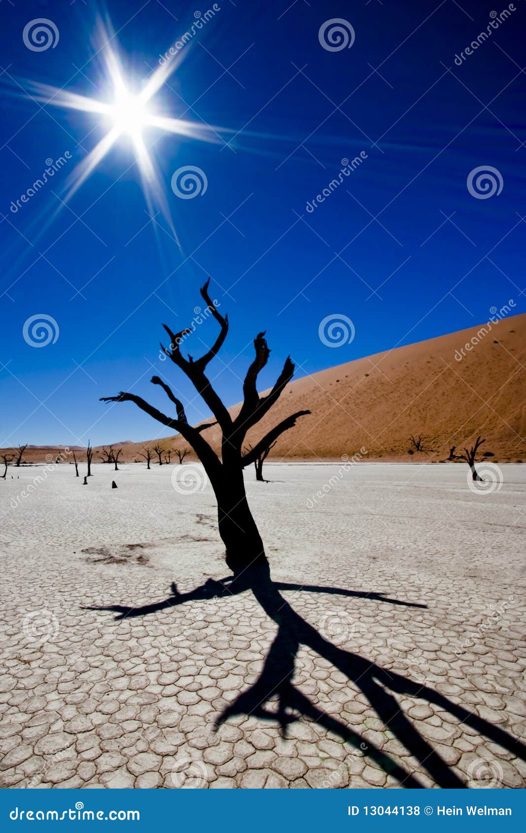 dead vlei