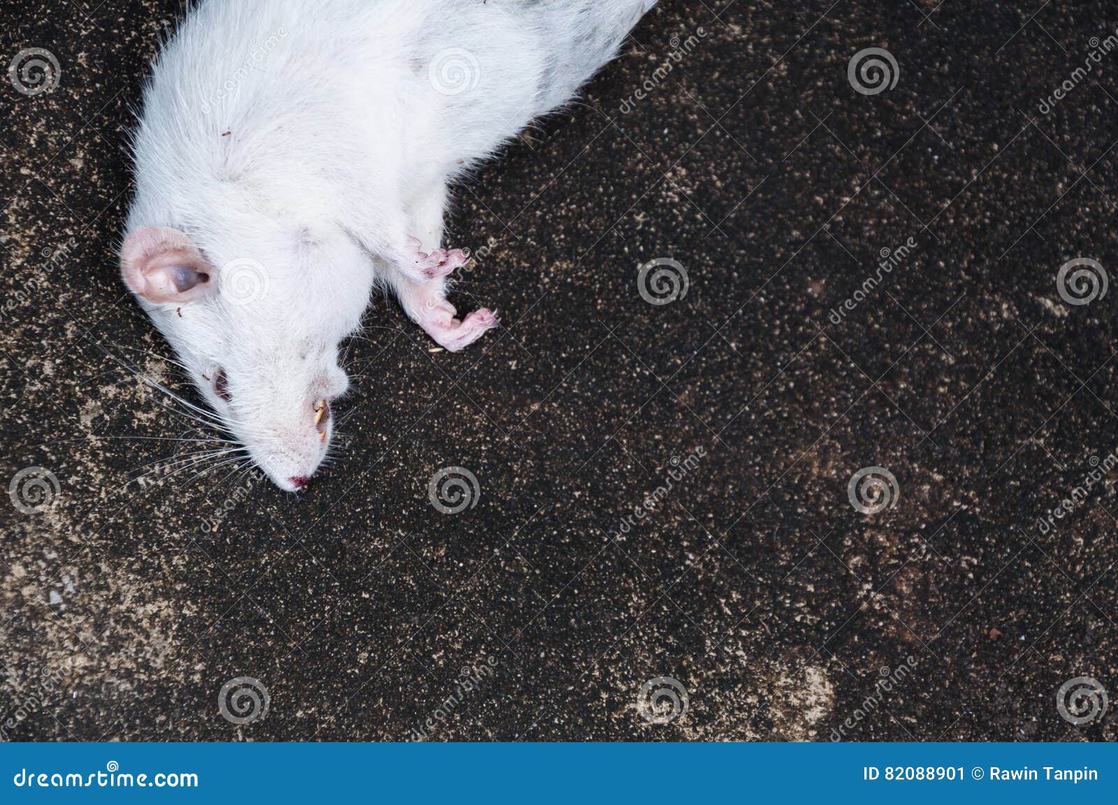 К чему снится женщине дохлая мышь. Белая крыса. Большая белая крыса.