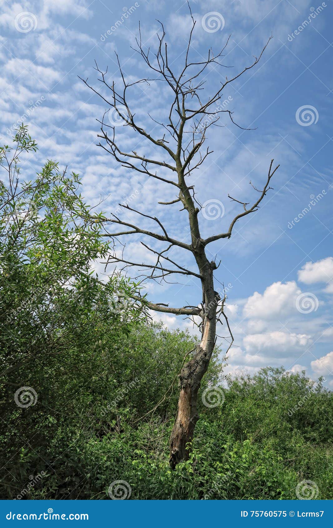 Old Dead Willow Tree. Burnt Tree Bark. Stock Photography