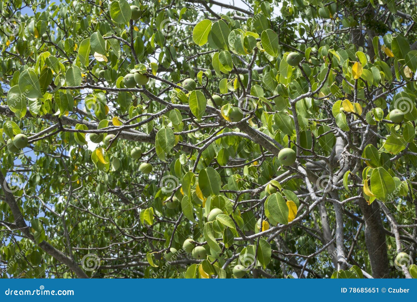 deadly manchineel tree with fruit