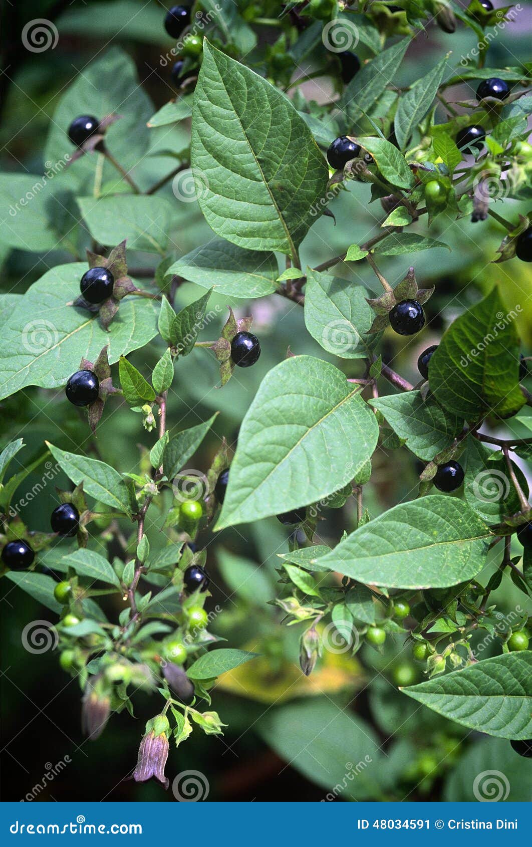 deadly nightshade (atropa belladonna), berries and flowers