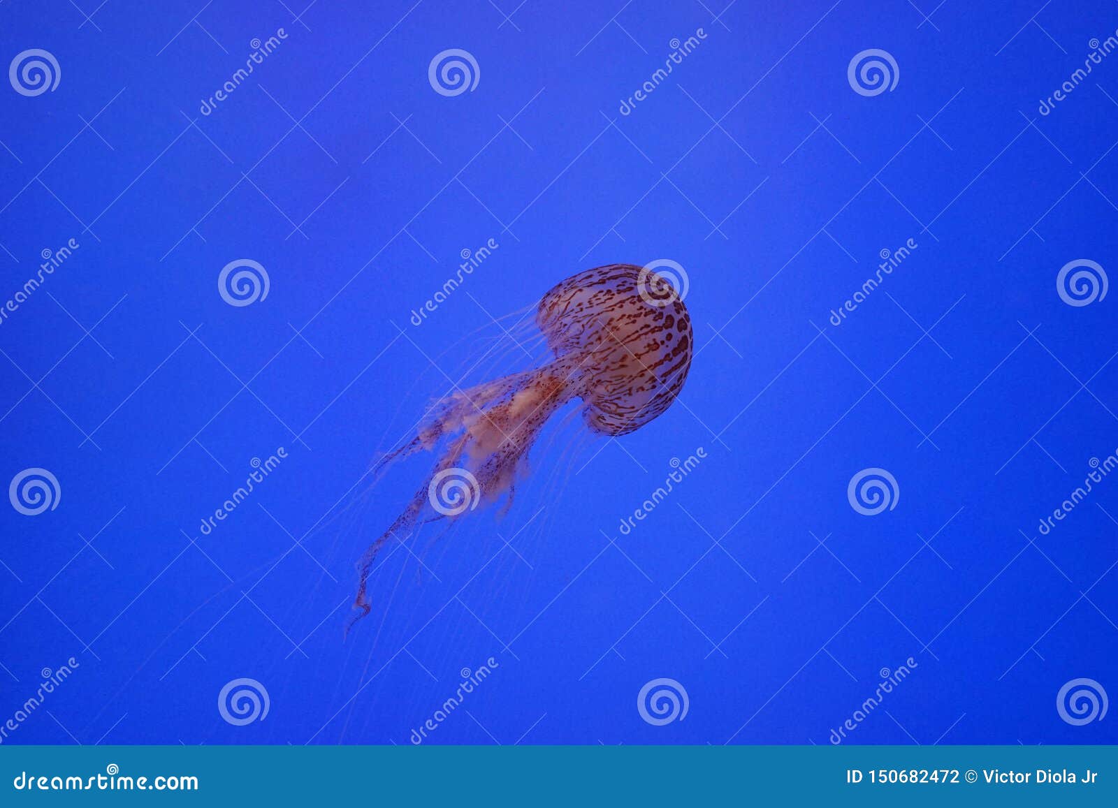 deadly red jellyfish in deep blue water