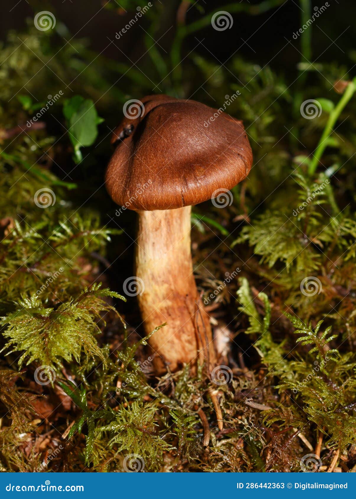 deadly webcap mushroom cortinarius rubellus