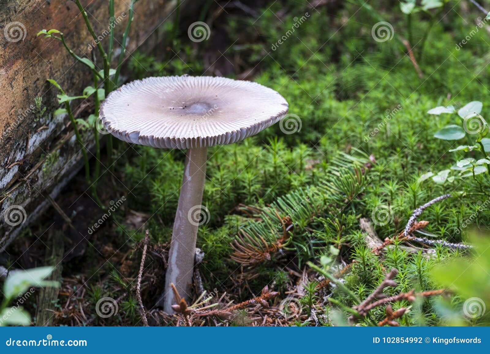 Death Cap Grew among the Fallen Needles of Coniferous Trees Stock Photo ...