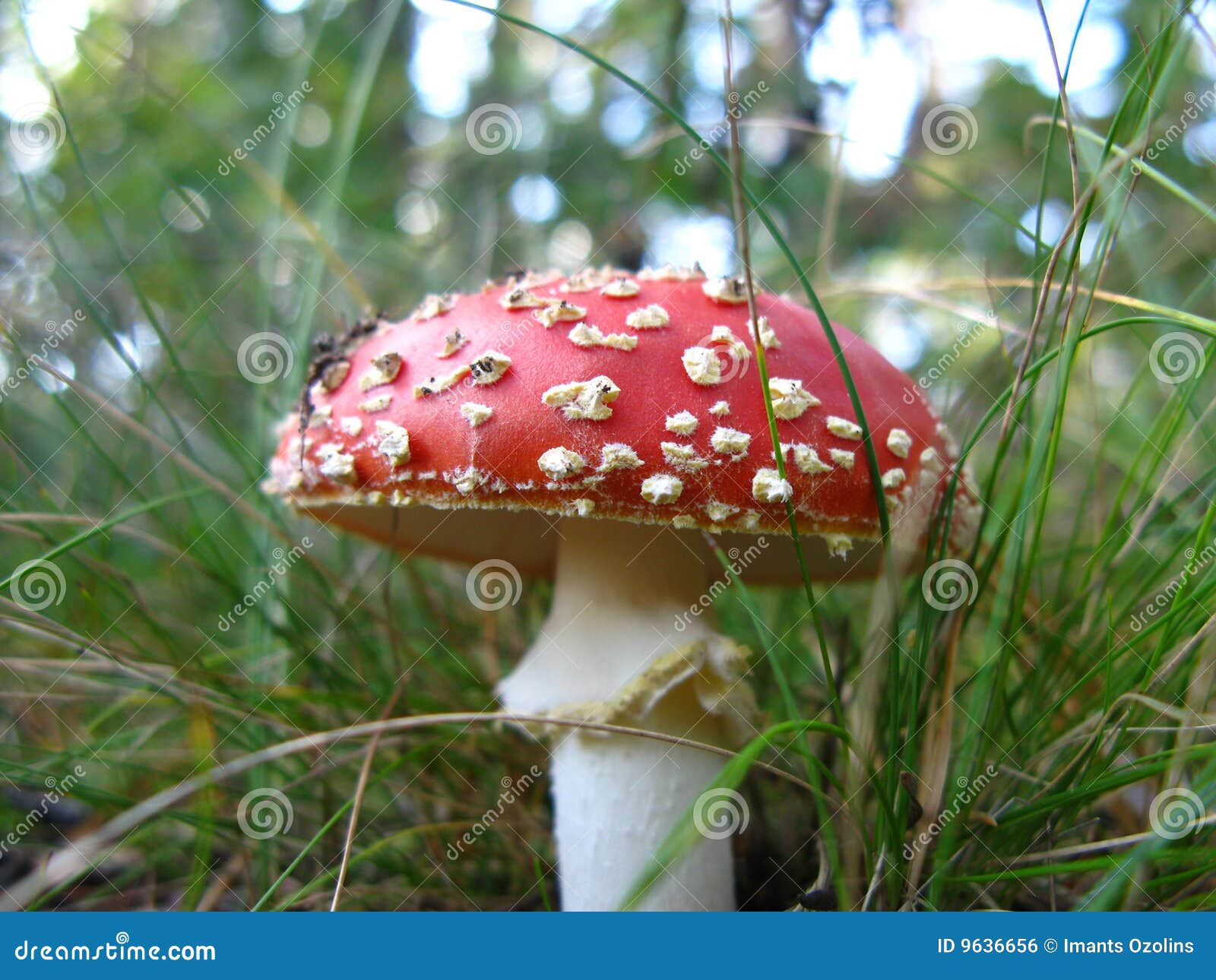 Deathcup Picture. Image 9636656