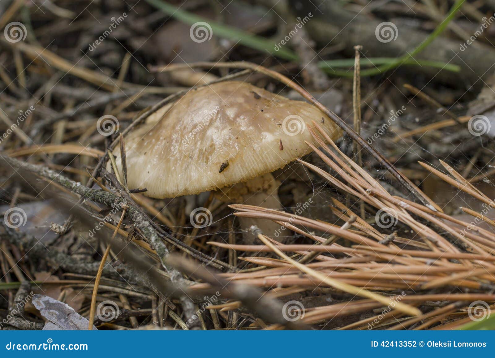 Death cup stock photo. Image of needles, slippery, nasty 42413352
