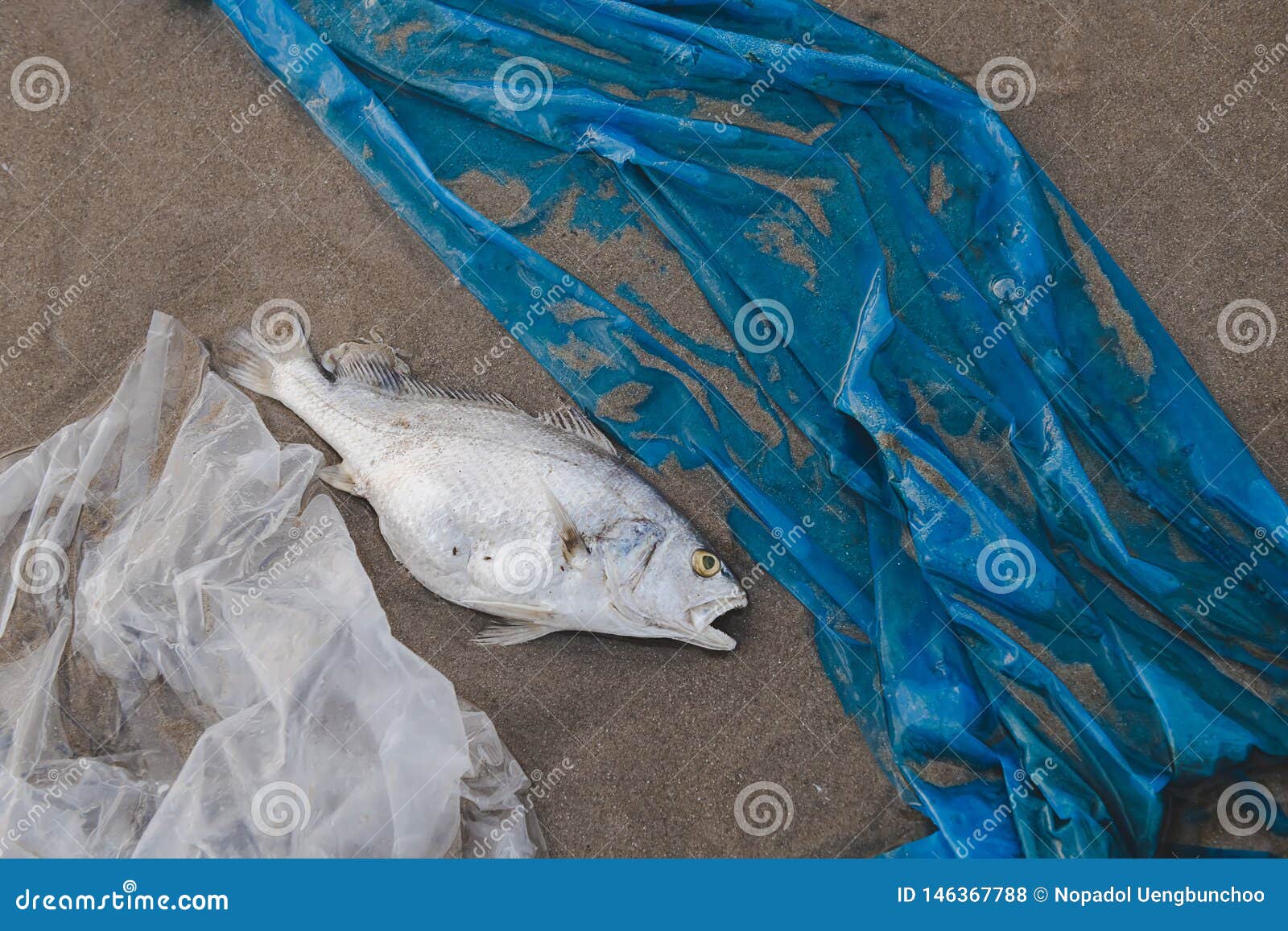 Death Fish and Plastic Pollution Environment Stock Photo Image of