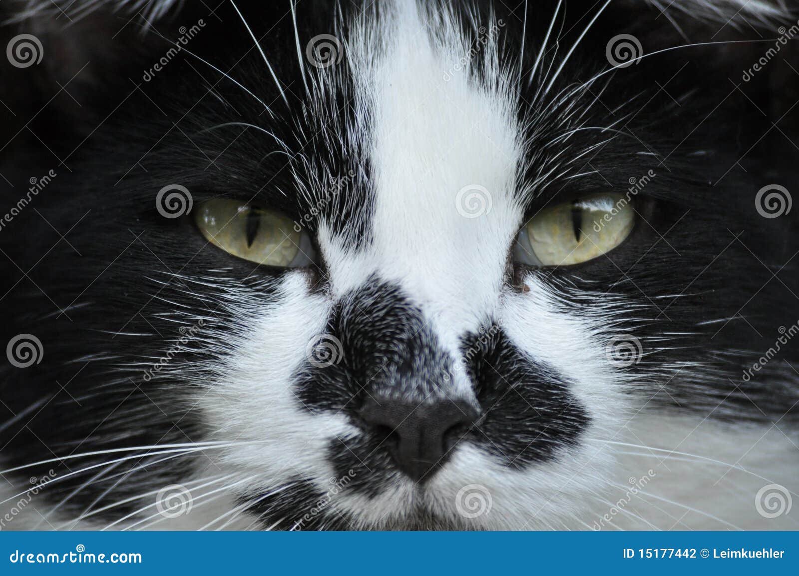 Death Glare from cat stock photo. Image of eyes, black 15177442